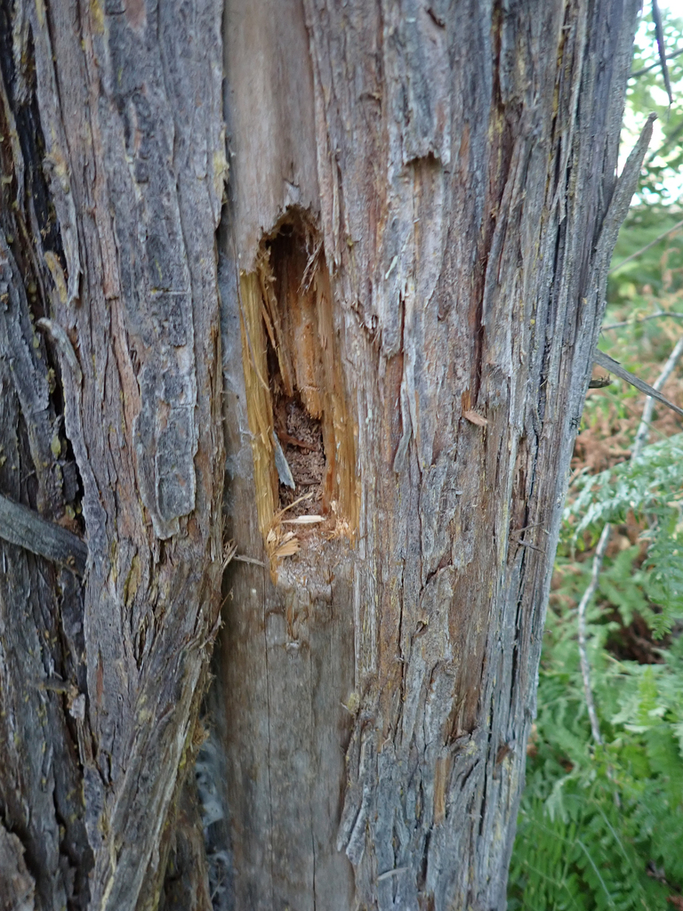 Dryocopus pileatus from Christina Lake Provincial Park, BC, Canada on 2024년 08월 17일 (토) at 06:43 오후 by John D Reynolds.... 