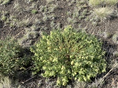 Astragalus allochrous