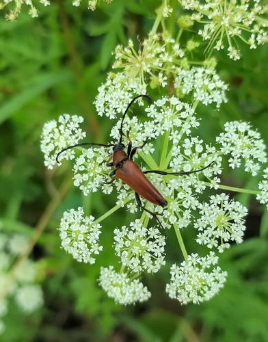 Stictoleptura dichroa