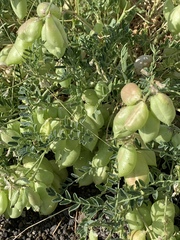 Astragalus allochrous