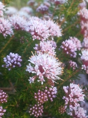 Agathosma serpyllacea