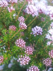 Agathosma serpyllacea