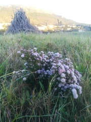 Agathosma serpyllacea