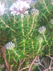 Agathosma serpyllacea
