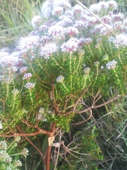 Agathosma serpyllacea