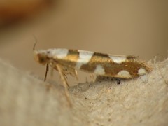 Argyresthia brockeella