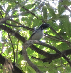 Trochocercus cyanomelas