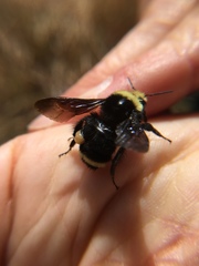 Strepsiptera