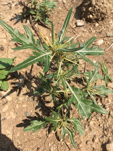 spiny cocklebur