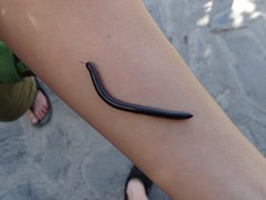 Pachyiulus oenologus