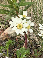 Anemonastrum