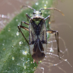 Macrotylus intermedius
