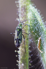 Macrotylus intermedius