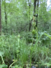 Carex folliculata