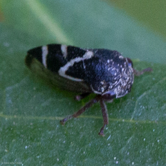 Cyrtolobus vanduzii