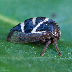 Cyrtolobus vanduzii