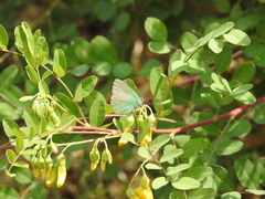 Callophrys herculeana