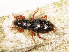 Barypeithes pellucidus