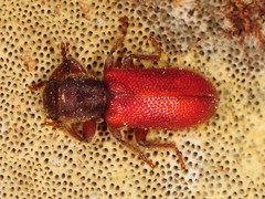 Zenodosus sanguineus
