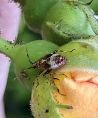 Deraeocoris flavilinea