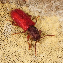 Zenodosus sanguineus