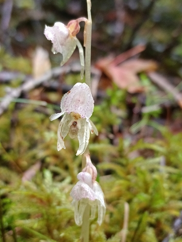 Image of Epipogium aphyllum by (c) Елена Кизилова, some rights reserved (CC BY)