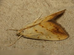 Evergestis extimalis