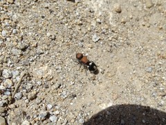 Ronisia brutia