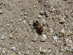Ronisia brutia