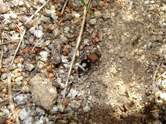 Ronisia brutia