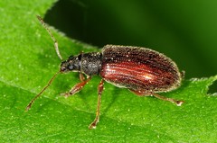 Phyllobius oblongus