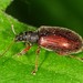 Brown Leaf Weevil - Photo (c) Jason M Crockwell, some rights reserved (CC BY-NC-ND), uploaded by Jason M Crockwell