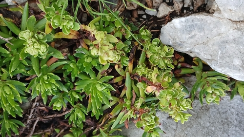 Aculus kochi