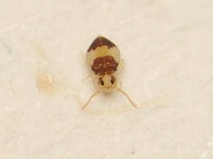 Deuterosminthurus bicinctus