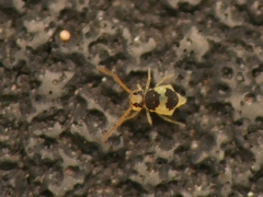 Deuterosminthurus bicinctus