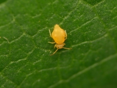 Deuterosminthurus pallipes