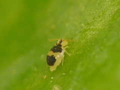 Deuterosminthurus bicinctus