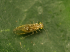 Ectopsocidae