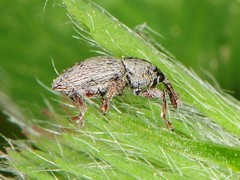 Tychius stephensi