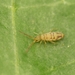 Entomobrya nivalis - Photo (c) Alexis, μερικά δικαιώματα διατηρούνται (CC BY), uploaded by Alexis