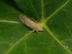 Synophropsis lauri