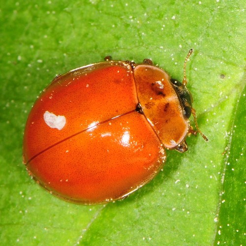 Cream-spotted Ladybird