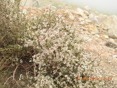 Atraphaxis billardierei