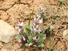 Corydalis erdelii