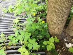 Chelidonium majus