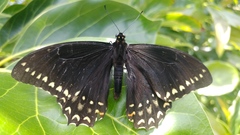 Papilio menatius victorinus