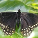 Papilio victorinus victorinus - Photo (c) benitezbm，保留部份權利CC BY-NC