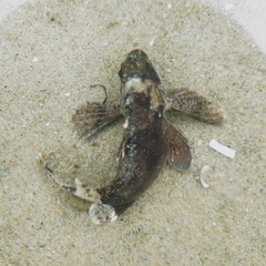 Choridactylus multibarbus