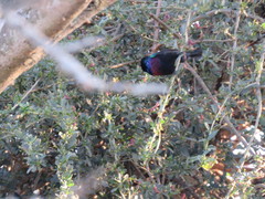 Cinnyris bifasciatus microrhynchus