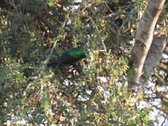 Cinnyris bifasciatus microrhynchus